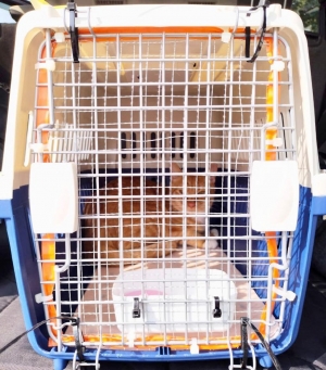 Buy Pet Cage Online